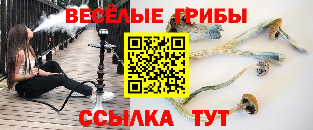 Псилоцибиновые грибы Psilocybine cubensis  купить наркотики цена  Рубцовск  Вход с VPN 